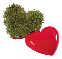 Vorschau: Ein gesundes Herz, Kresse Vorschau: Ein gesundes Herz, Kresse