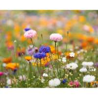 Vorschau: ASIDO DIN A6 Wildblumen-Samenpapier Vorschau: ASIDO DIN A6 Wildblumen-Samenpapier