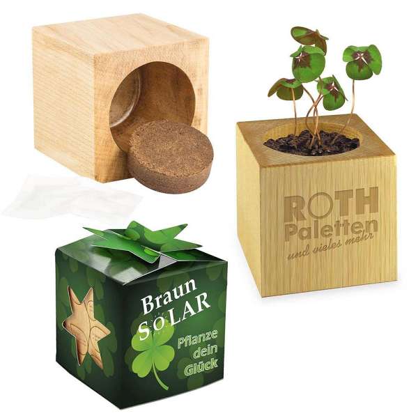 Pflanz-Holz Star-Box mit Samen - Glücksklee-Zwiebel, 1 Seite gelasert (* Je nach Verfügbarkeit der G