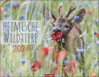 Wandkalender - Heimische Wildtiere