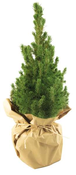 Natur-Bäumchen 35-45 cm, in Einzelkartonage