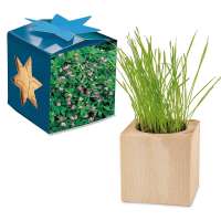 Pflanz-Holz Maxi Star-Box mit Samen - Persischer Klee, 1 Seite gelasert