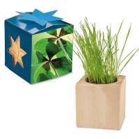 Pflanz-Holz Maxi Star-Box - Glücksklee-Zwiebel, 2 Seiten gelasert (* Je nach Verfügbarkeit der Glück