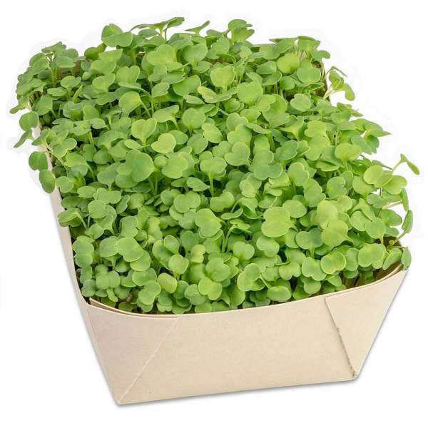 Microgreens-Gärtchen - Salatrauke