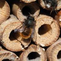 Vorschau: Insektenhotel aus Holz Vorschau: Insektenhotel aus Holz