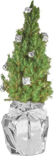 Silberglanz-Bäumchen 35-45 cm