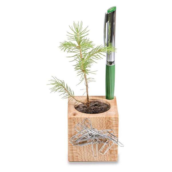 Pflanz-Holz Büro Star-Box mit Samen - Glücksklee-Zwiebel (* Je nach Verfügbarkeit der Glücksklee-Zwi