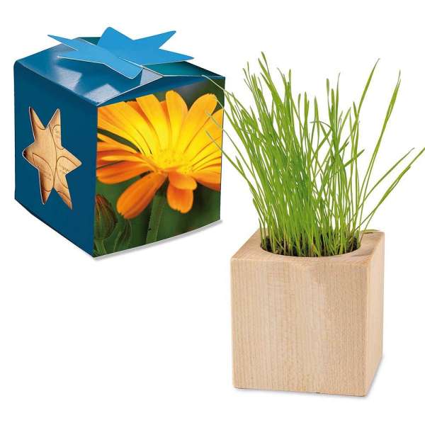 Pflanz-Holz Maxi Star-Box mit Samen - Ringelblume, 2 Seiten gelasert