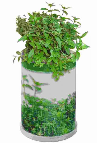 Blumendose Power Ø 65 x 90 mm, Kräutermischung