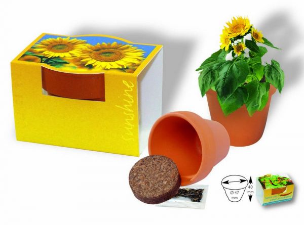 Tontöpfchen Sonne, Zwergsonnenblume, 1-4 c Digitaldruck inklusive