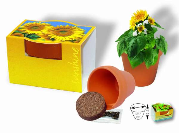 Tontöpfchen Sonne, Zwergsonnenblume, 1-4 c Digitaldruck inklusive