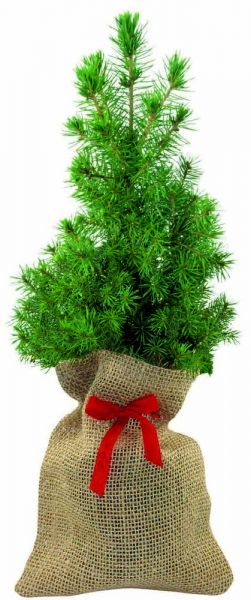 Natur-Bäumchen 20-30 cm, in Einzelkartonage