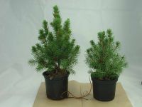 Vorschau: Natur-Bäumchen 20-30 cm, in Einzelkartonage Vorschau: Natur-Bäumchen 20-30 cm, in Einzelkartonage