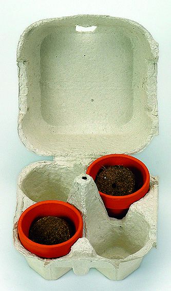 Eierbaum-Box, Eierbaumsamen, 1-4 c Digitaldruck inklusive