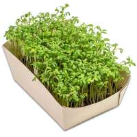Vorschau: Microgreens-Gärtchen - Kresse Vorschau: Microgreens-Gärtchen - Kresse
