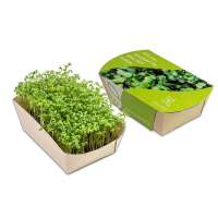 Microgreens-Gärtchen - Kresse Bio-Qualität