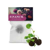 Flower-Balls im Pergamintütchen Flower-Balls im Pergamintütchen