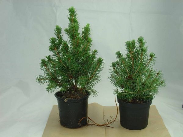 Natur-Bäumchen 20-30 cm, in Einzelkartonage