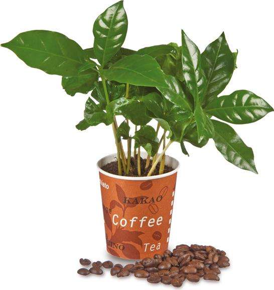 ,,Espresso&quot; Mini-Kaffeepflanze
