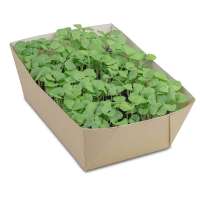 Vorschau: Pflanz-Schale mit Samen - Vergissmeinnicht Vorschau: Pflanz-Schale mit Samen - Vergissmeinnicht