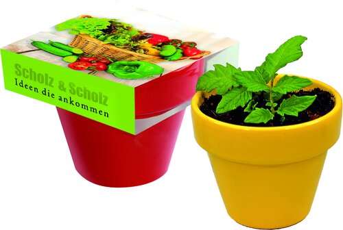 Naschgemüse Colour Paprika