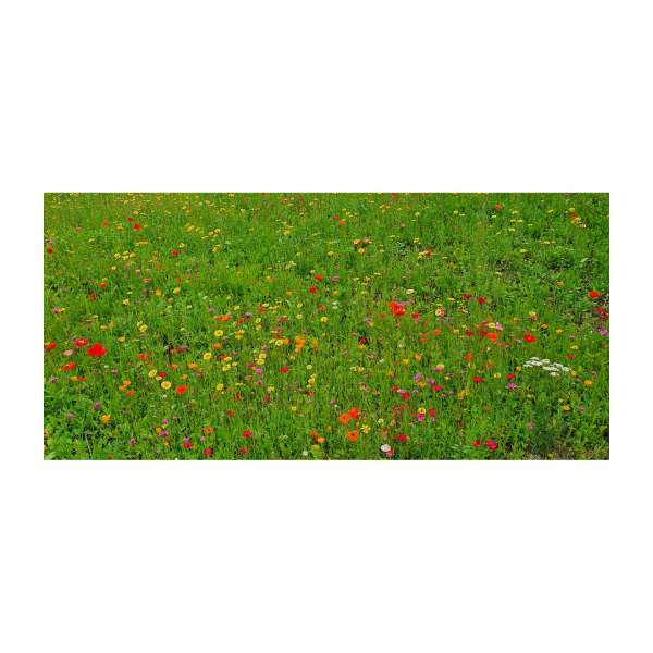 Bienenweide Auf eine blühende Zusammenarbeit