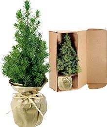 Natur-Bäumchen 20-30 cm, in Einzelkartonage