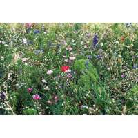 Vorschau: SEEDLOPEBEE Samen Blumenmischung Vorschau: SEEDLOPEBEE Samen Blumenmischung