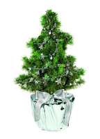 Silberstern-Bäumchen 20-30 cm