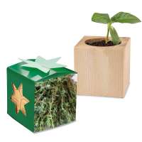 Pflanz-Holz Star-Box mit Samen - Thymian, 1 Seite gelasert individuell
