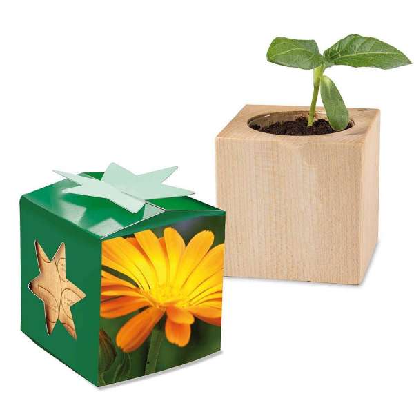 Pflanz-Holz Star-Box mit Samen - Ringelblume, 2 Seiten gelasert