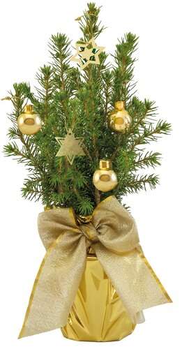 Gold-Bäumchen 20-30 cm