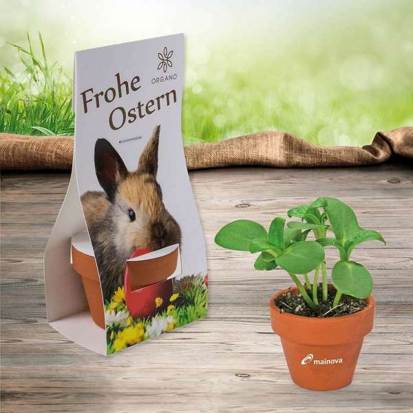 Logo-Töpfchen Überreichverpackung mit Samen - Ostern - Eierbaumsamen