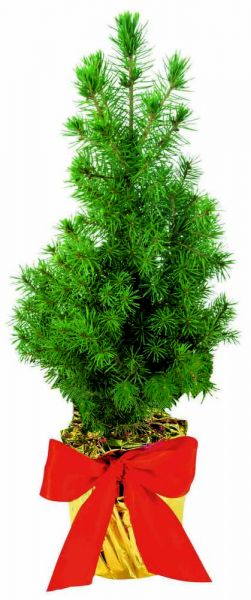 Natur-Bäumchen 20-30 cm, in Einzelkartonage