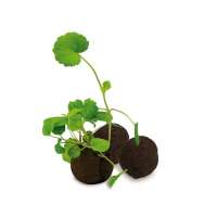 Vorschau: Flower-Balls in der Box mit Samen Vorschau: Flower-Balls in der Box mit Samen