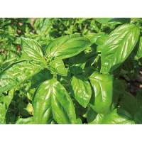 Samentütchen Mini Samentütchen Mini