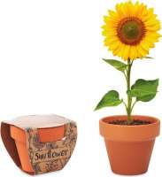 SUNFLOWER Terracotta-Topf Sonnenblume