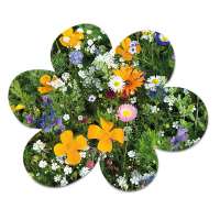 Vorschau: Samenpapier in Klappkärtchen Blume - Blümchen Vorschau: Samenpapier in Klappkärtchen Blume - Blümchen