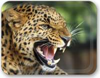 Sweet_Scarlett_Leopard
