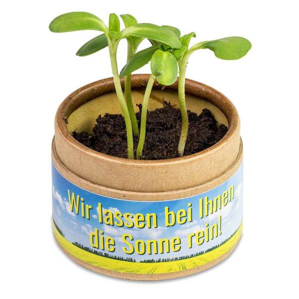 Pflanz-Cup mit Samen - Vergissmeinnicht