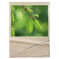 Vorschau: Samentütchen Mini - Standardmotiv - Fichte Vorschau: Samentütchen Mini - Standardmotiv - Fichte