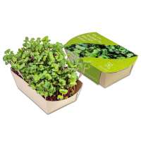 Microgreens-Gärtchen - Rettich China Rose