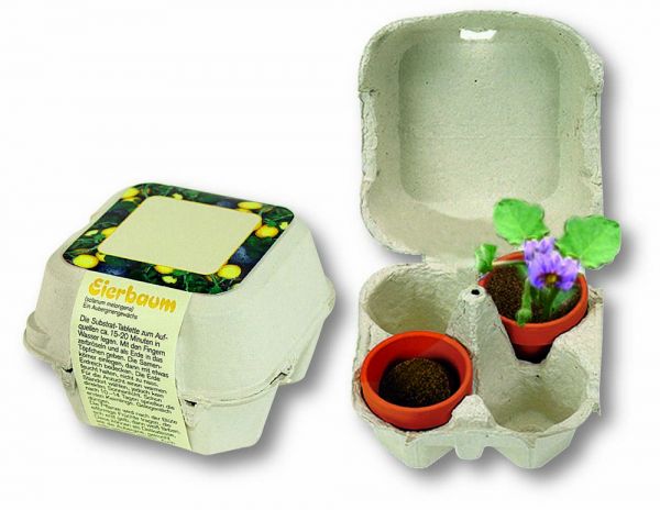 Eierbaum-Box, Eierbaumsamen, 1-4 c Digitaldruck inklusive