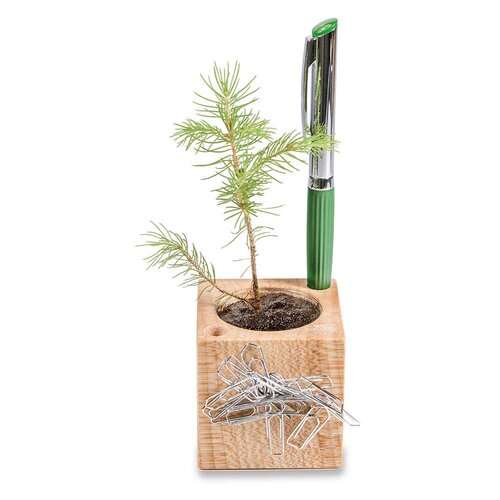 Pflanz-Holz Büro Star-Box Xmas mit Fichtensamen