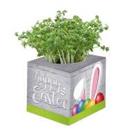 Vorschau: Pflanz-Würfel 2.0 mit Samen - Ostern - Eierbaumsamen Vorschau: Pflanz-Würfel 2.0 mit Samen - Ostern - Eierbaumsamen