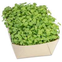 Vorschau: Microgreens-Gärtchen - Salatrauke Vorschau: Microgreens-Gärtchen - Salatrauke