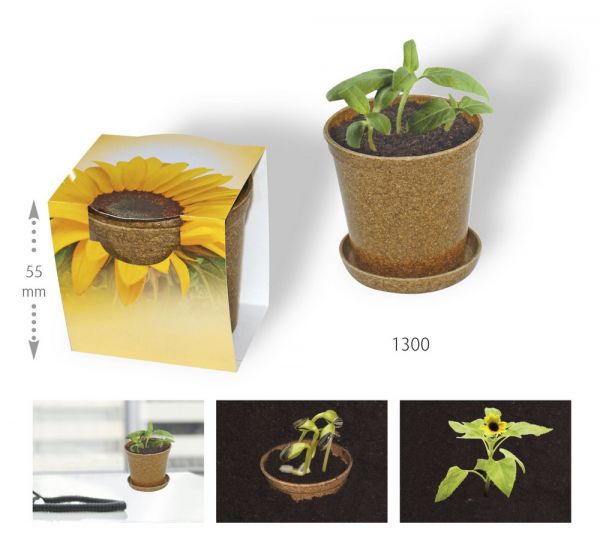 Easy Wachstums-Topf Sonne, Zwergsonnenblume, 1-4 c Digitaldruck inklusive