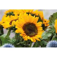 Vorschau: GIRASOL Samen Sonnenblumen Vorschau: GIRASOL Samen Sonnenblumen