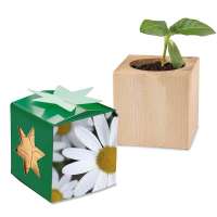 Pflanz-Holz Star-Box mit Samen - Margerite, 1 Seite gelasert