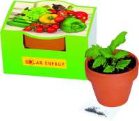 Naschgemüse-Töpfchen Cocktail Tomate